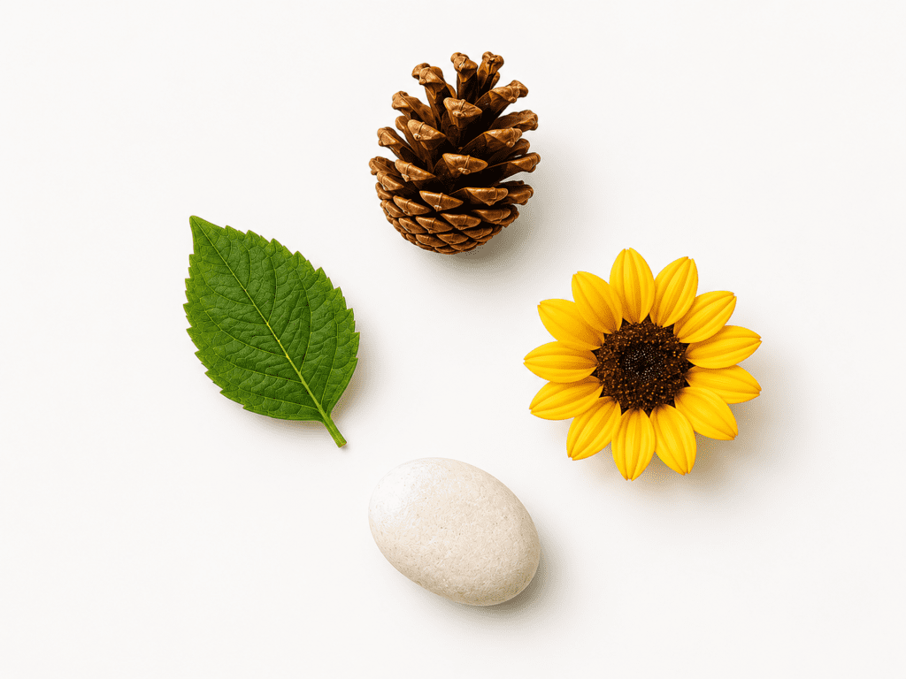 Flat lay of four small seasonal objects a small green leaf, a pinecone, a tiny sunflower, and a smooth white pebble arranged in a loose diamond shape on a clean white surface with soft natural light. Minimal styling, generous negative space, no hands, no people, no text. Bright white background, slightly warm tone. Shot from directly above. Lifestyle flat lay aesthetic, crisp and clean.